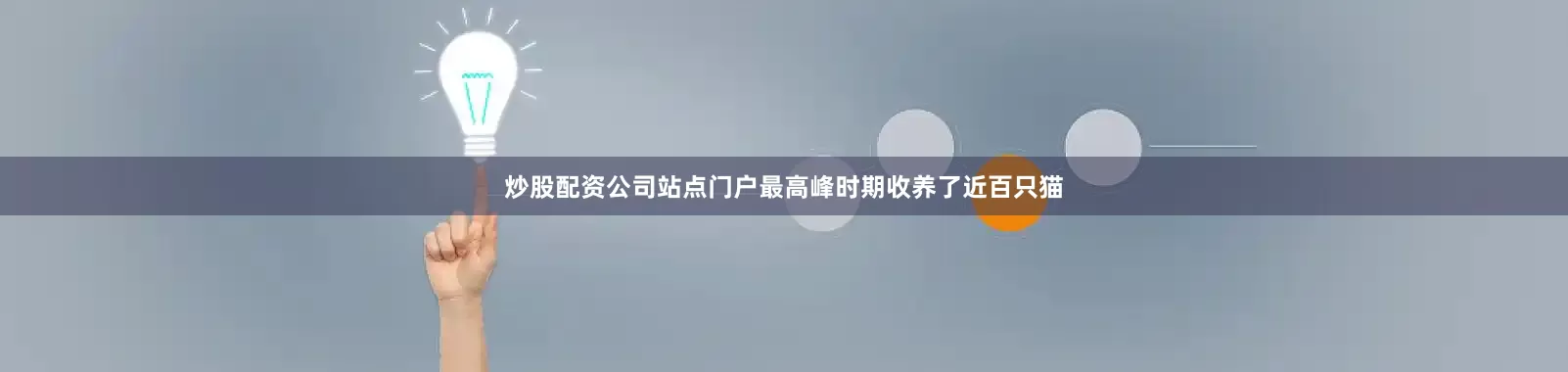 炒股配资公司站点门户最高峰时期收养了近百只猫